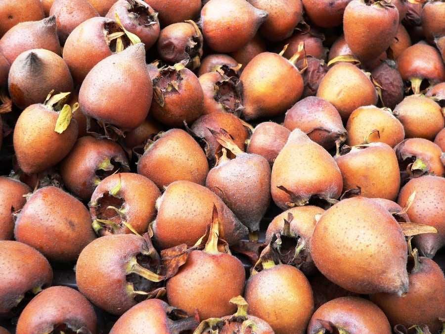 Mišpule: zapomenuté ovoce, které dozrává až po mrazu