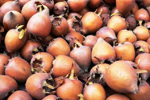 obrázek:Mišpule: zapomenuté ovoce, které dozrává až po mrazu