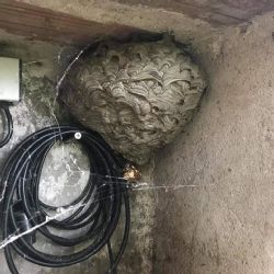 Hasiči v Pardubickém kraji zasahovali 159krát kvůli nebezpečnému hmyzu