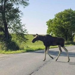 Los Emil je opět na Šumavě. Největším rizikem pro vzácné zvíře zůstávají silnice