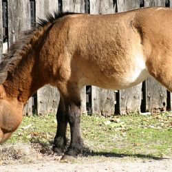 Návrat legendárních koní Převalských do pražské zoo