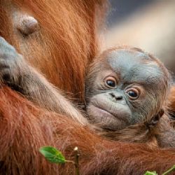 Orangutáně v Zoo Praha - veřejnost vybírá jméno