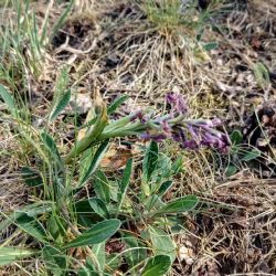 Orchideje v Plzeňském kraji letos oslabilo sucho. Některé rostliny ani nevykvetly