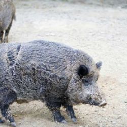 V Klánovicích přibývají střety s divokými prasaty. Radnice nechala odstřelit bachyni a město povolilo lov