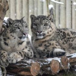 ZOO Jihlava: sníh baví irbise i pandy