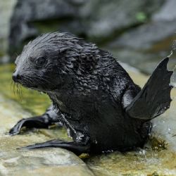 Zoo Praha po sedmi letech přivítala lachtaní mládě. Jabulani se poprvé ukázal návštěvníkům