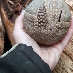 Plzeňská zoo má mládě pásovce kulovitého. Uvidíte ho v Tropickém pavilonu