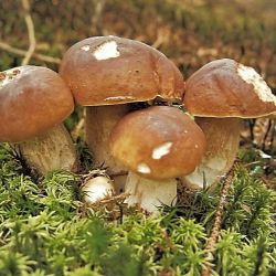 Houbařská sezona ještě není ztracená. Deště probouzejí podhoubí, plné košíky může přinést září