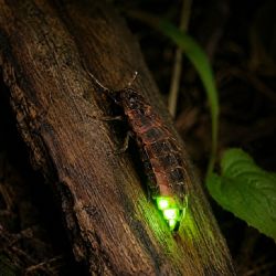 V Praze začalo mapování světlušek, vědci hledají světlušku větší a žádají veřejnost o hlášení