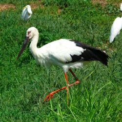 Zoo Plzeň má českou premiéru. Dva vzácní čápi východní dorazili z Belgie