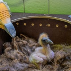 Zoo Praha odchovala supa mrchožravého Kaliho. Pěstounka i maňásek pomohli zabránit jeho navyknutí na člověka