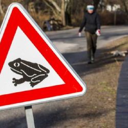 Jarní tah obojživelníků: dobrovolníci na Jihlavsku chrání žáby pomocí zábran a kbelíků